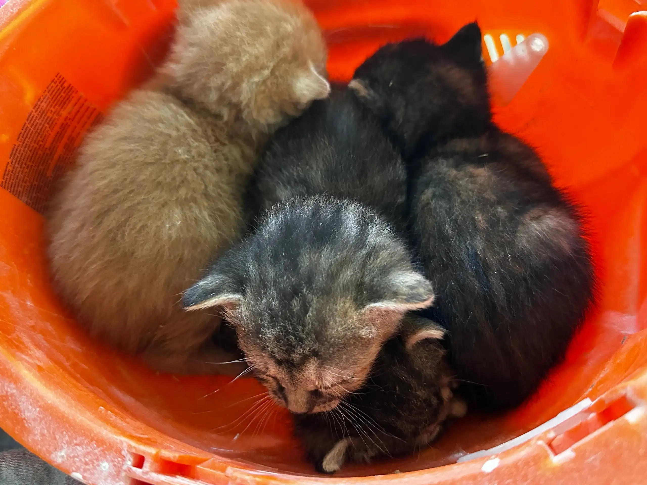 Срочный поиск дома для котят - Животные в Реутов