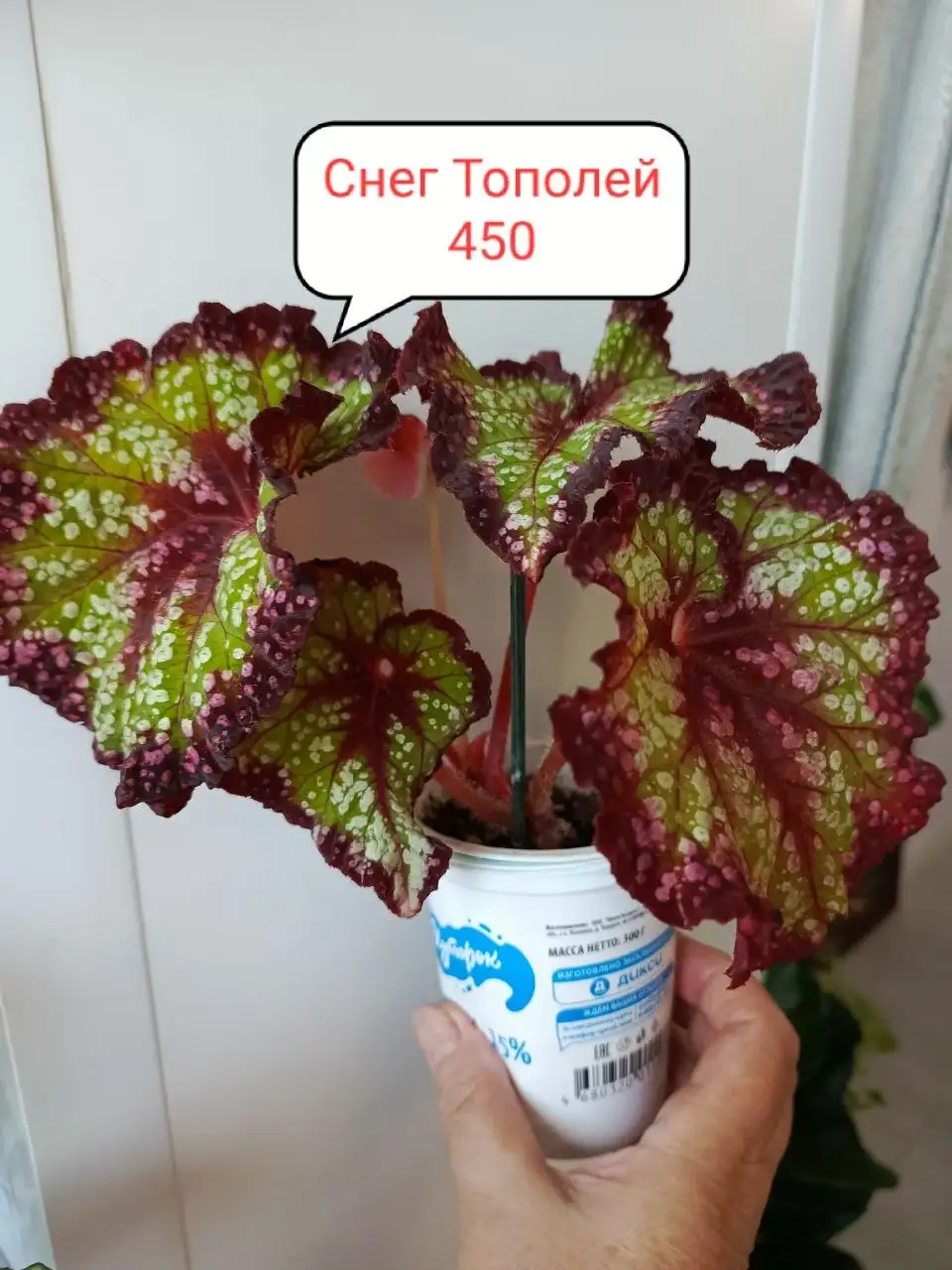 Продам излишки цветов - Цветы (Хобби и отдых) в Балашиха