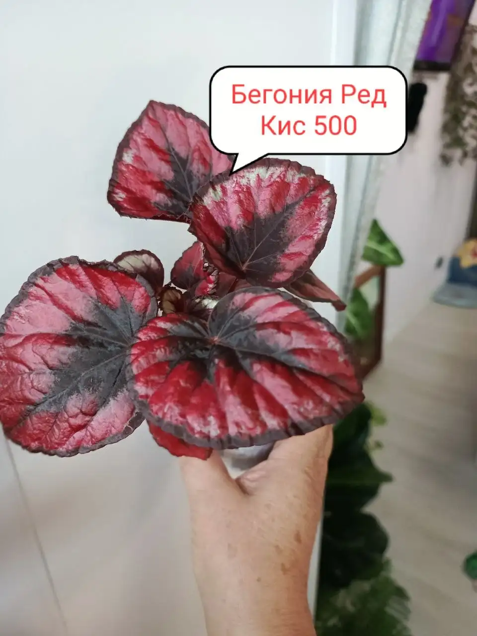 Продам излишки цветов - Цветы (Хобби и отдых) в Балашиха