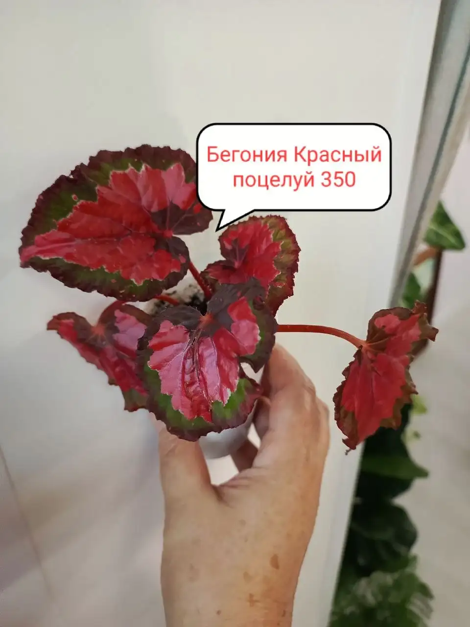 Продам излишки цветов - Цветы (Хобби и отдых) в Балашиха
