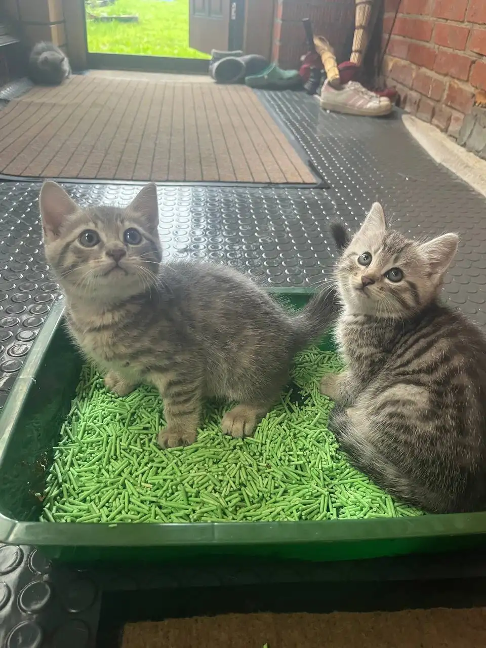 Отдам бесплатно очаровательных домашних котят - Кошки (Животные) в Балашиха