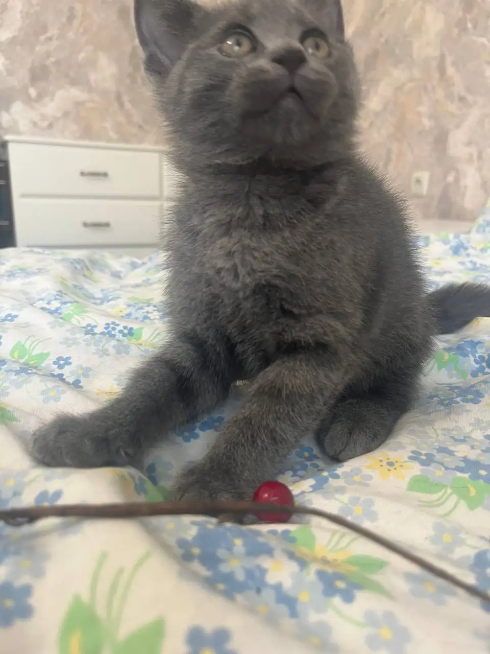 Отдам бесплатно очаровательных домашних котят - Кошки (Животные) в Балашиха