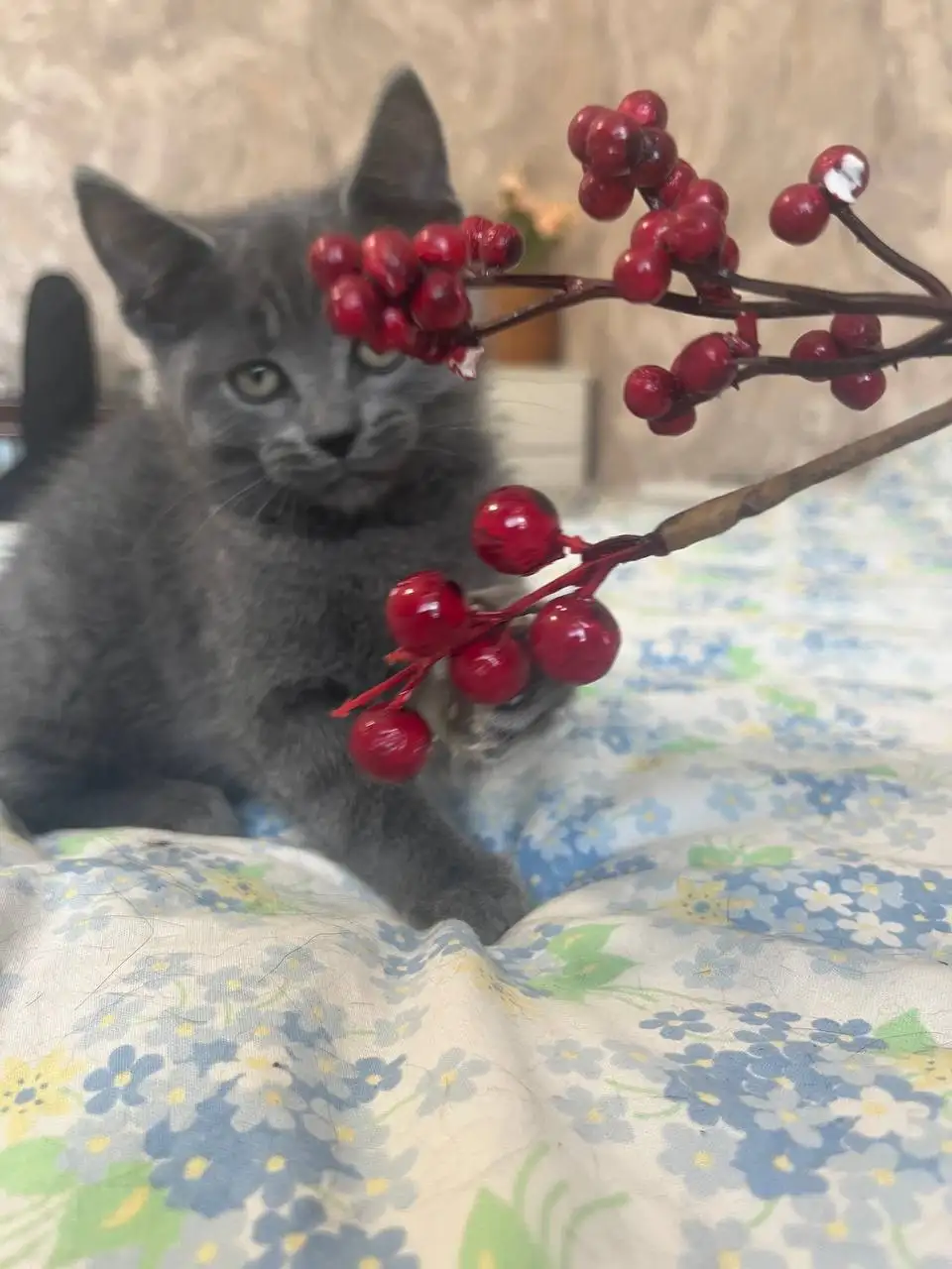 Отдам бесплатно очаровательных домашних котят - Кошки (Животные) в Балашиха