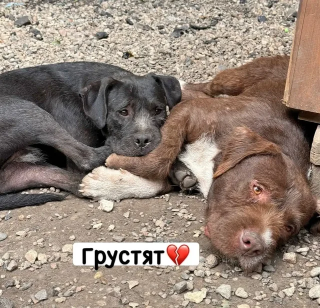 Щенки-подростки Метисы стаффа с дратхааром ищут семью - Животные в Москва