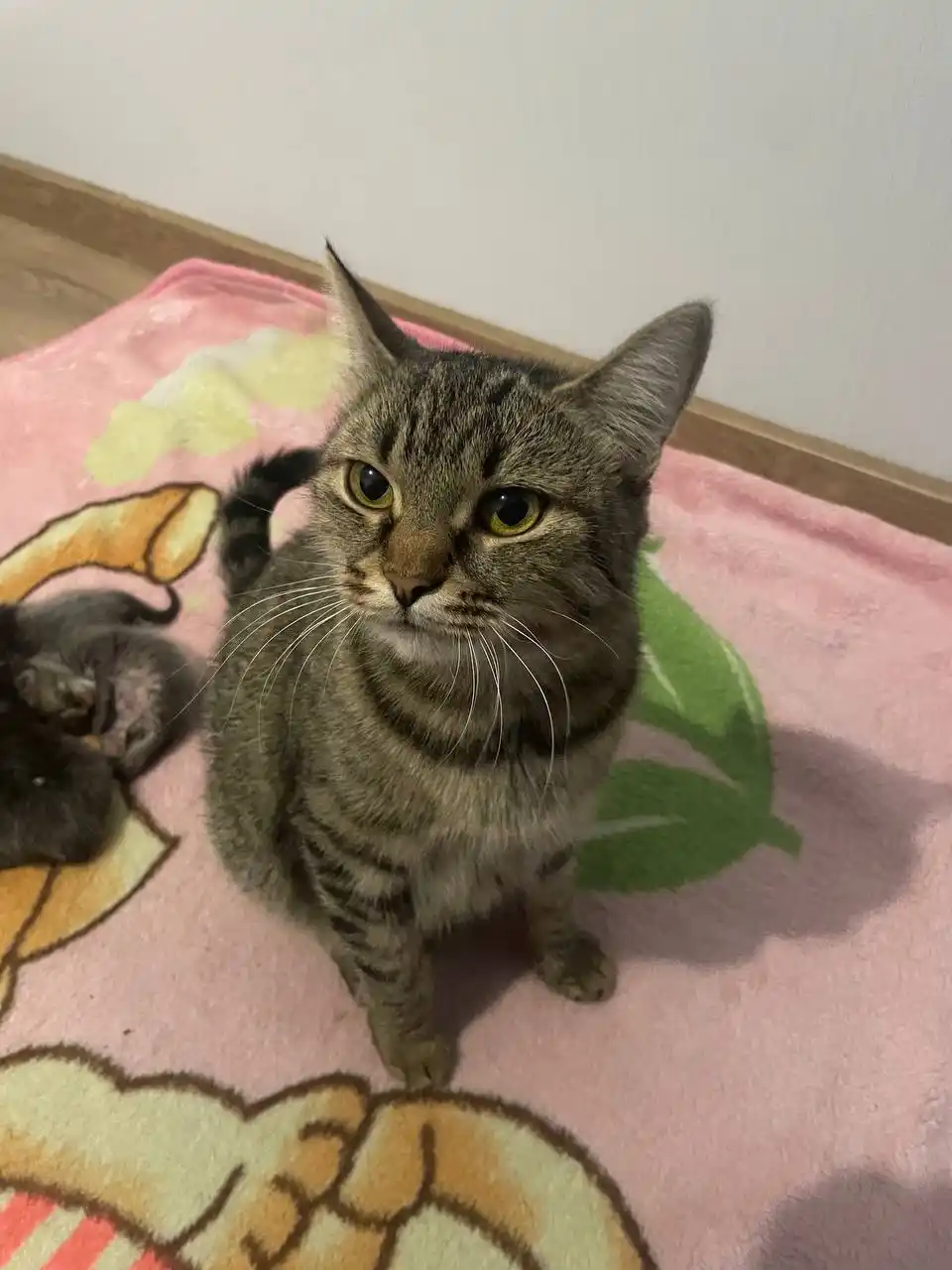 Отдам кошечку Еву в добрые руки - Животные в Балашиха