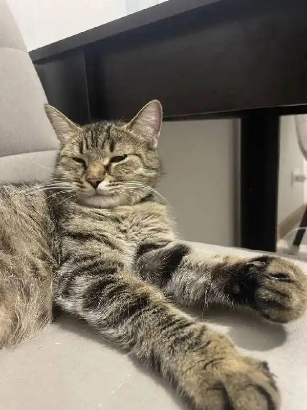 Отдам кошечку Еву в добрые руки