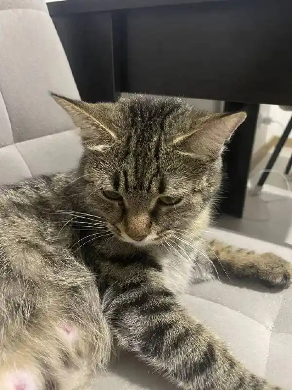 Отдам кошечку Еву в добрые руки