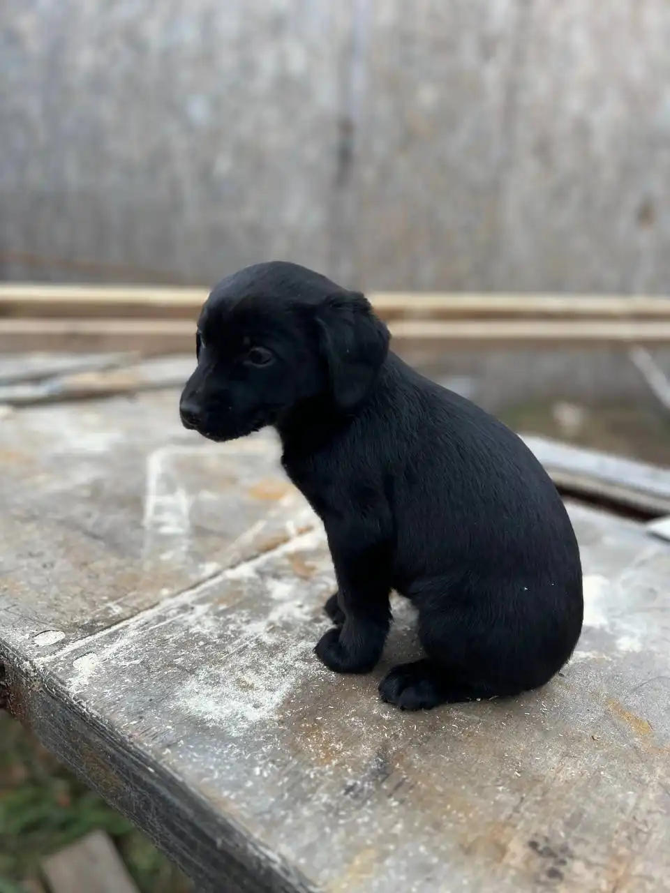 Щенки русского охотничьего спаниеля