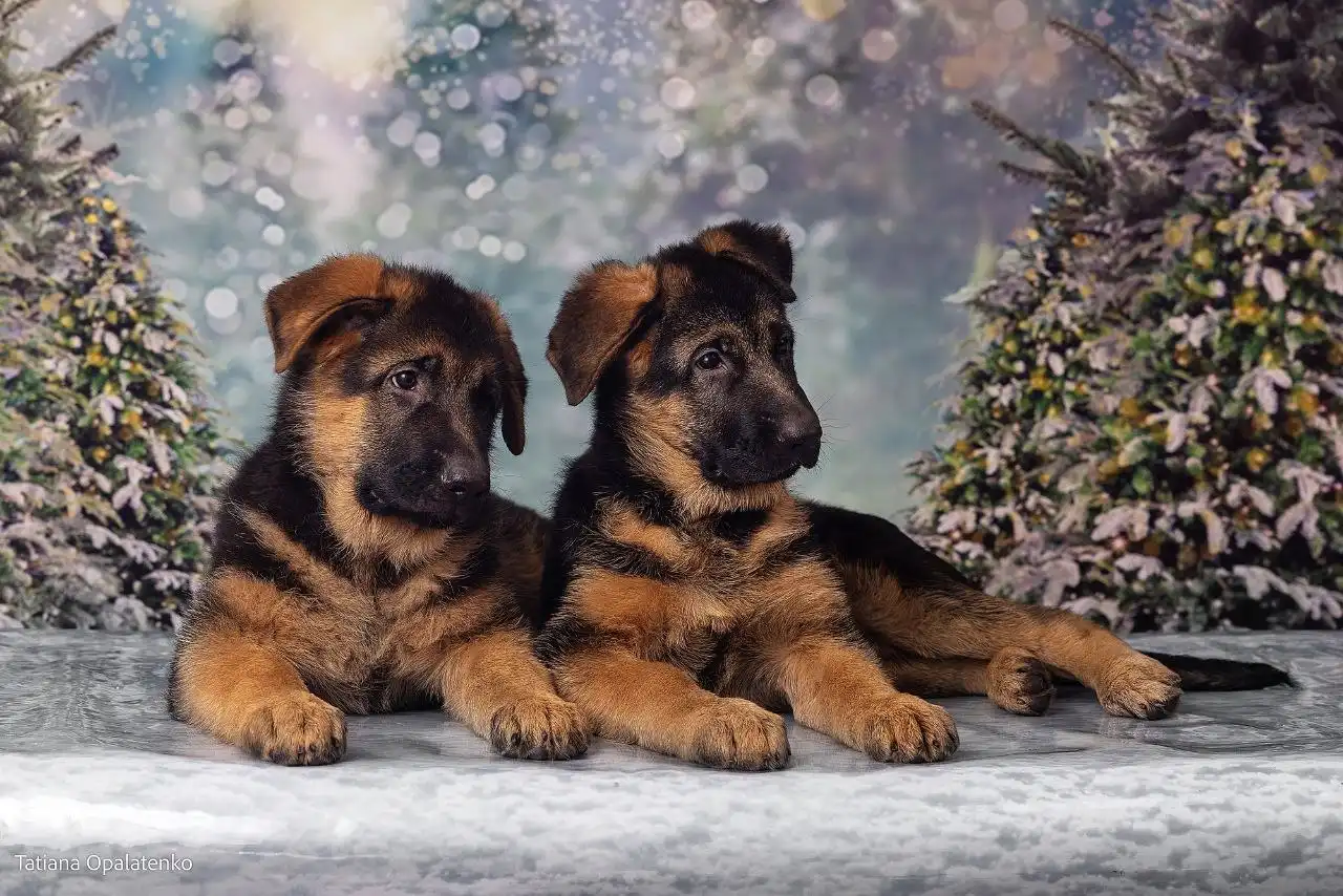 Продаются щенки немецкой овчарки с документами РКФ