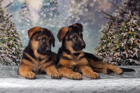 Продаются щенки немецкой овчарки с документами РКФ - Животные в Владивосток