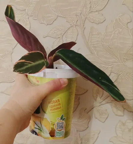 Продажа растения Строманта - Хобби и отдых в Владивосток