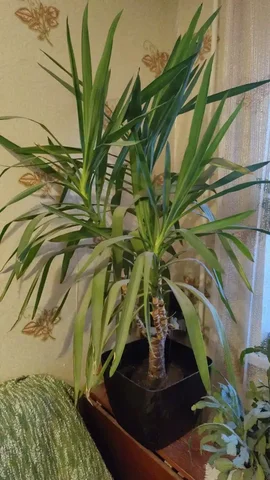 Продам пальму Юкка 8 лет - Хобби и отдых в Владивосток