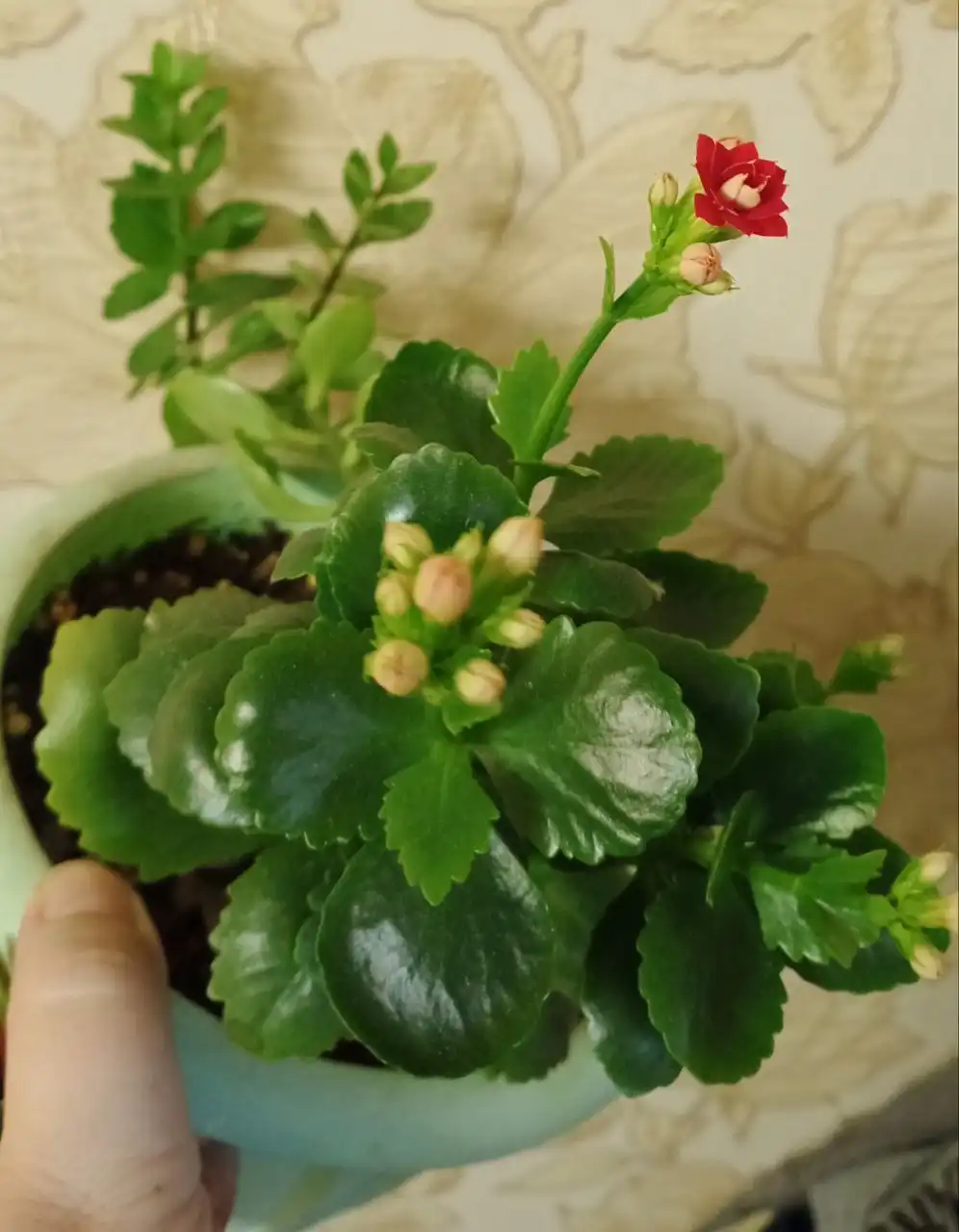 Каланхоэ красный и розовый в одном горшке