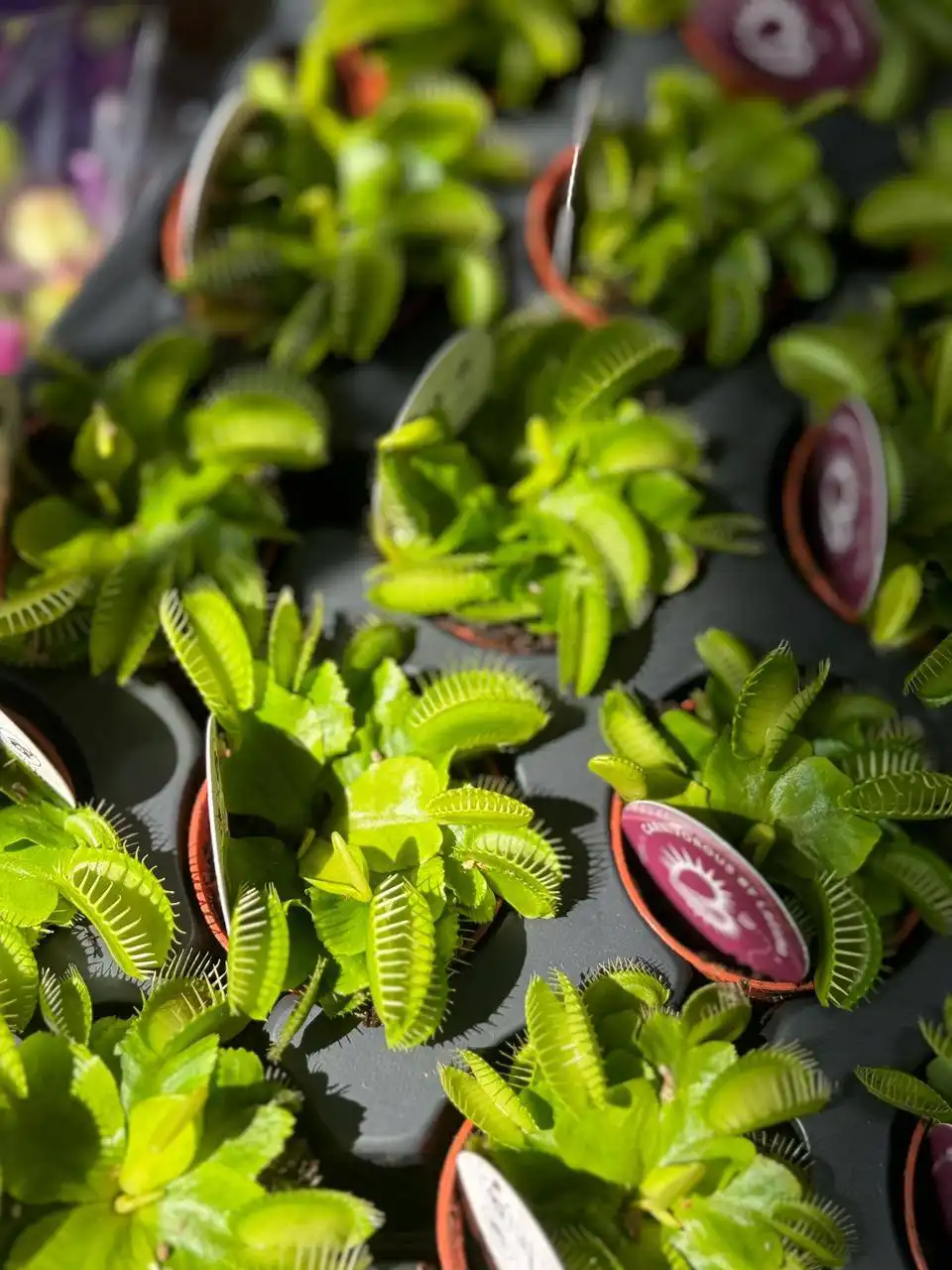 Продам хищные растения