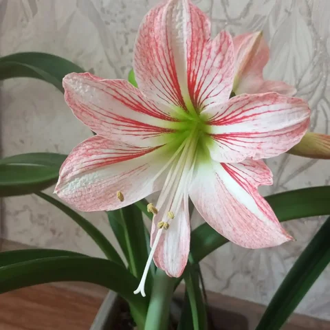 Продам детку гиппеаструма - Музыкальные инструменты в Владивосток