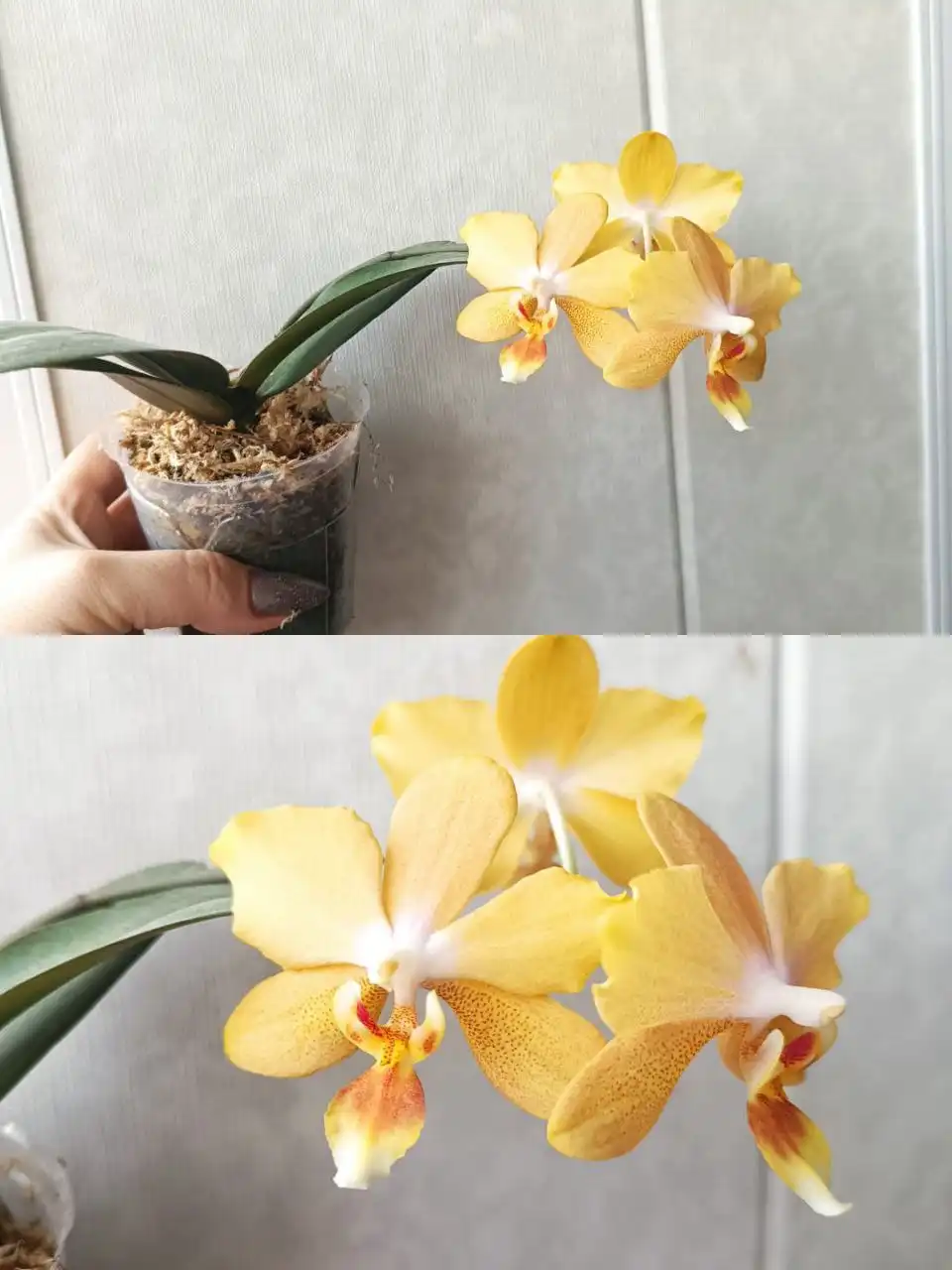 Продам компактную орхидею - Растения (Хобби и отдых) в Владивосток