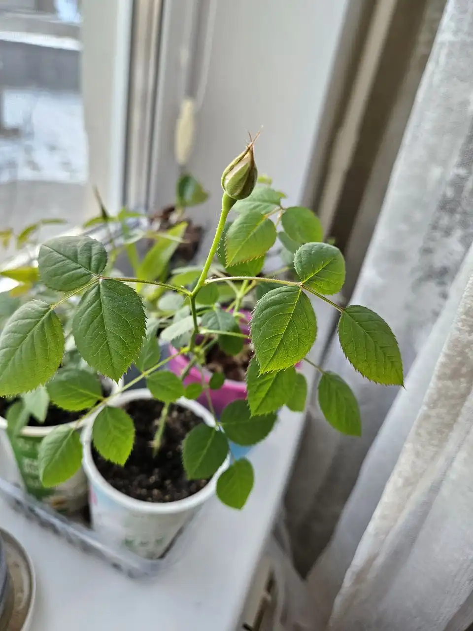 Продажа домашней ароматной розы - Барахолка в Владивосток