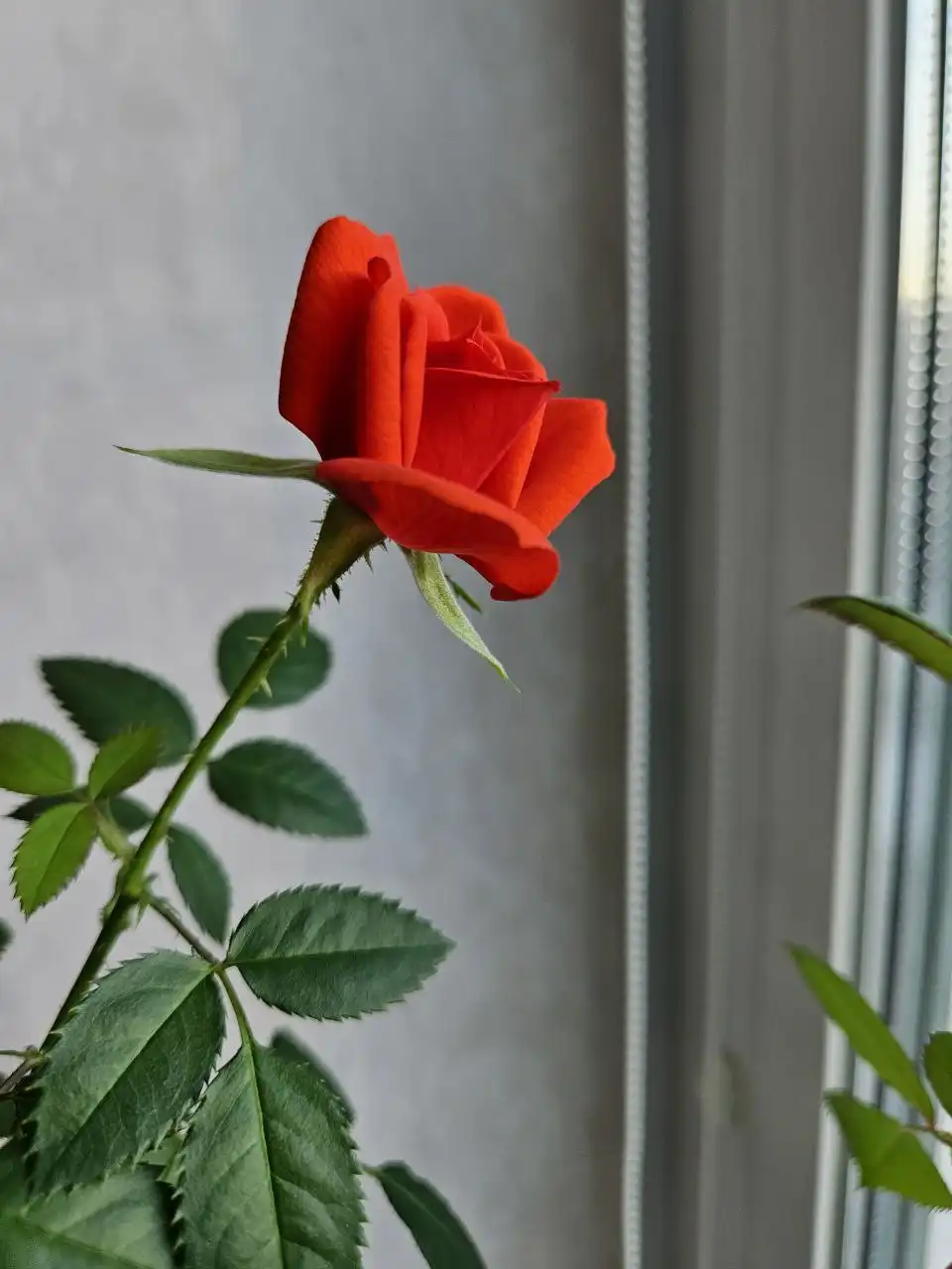 Продажа домашней ароматной розы - Барахолка в Владивосток