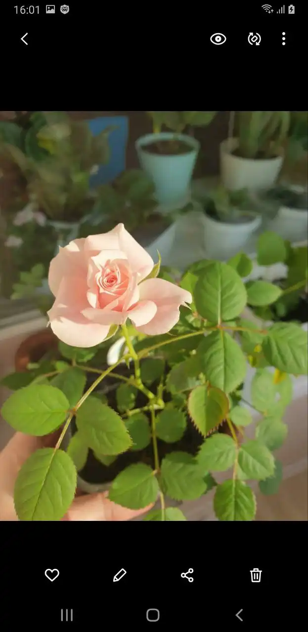 Продажа домашней ароматной розы - Барахолка в Владивосток