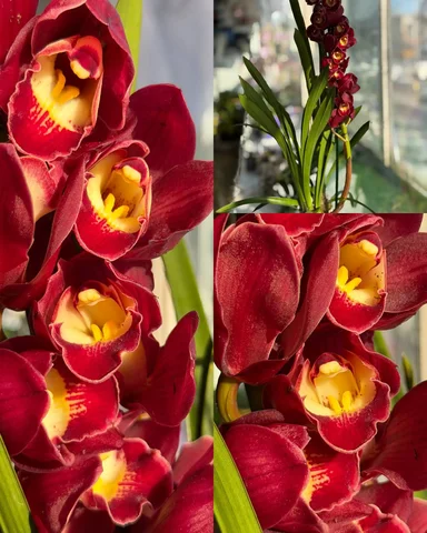 Продажа цветущей орхидеи цимбидиум - Туризм и активный отдых в Владивосток