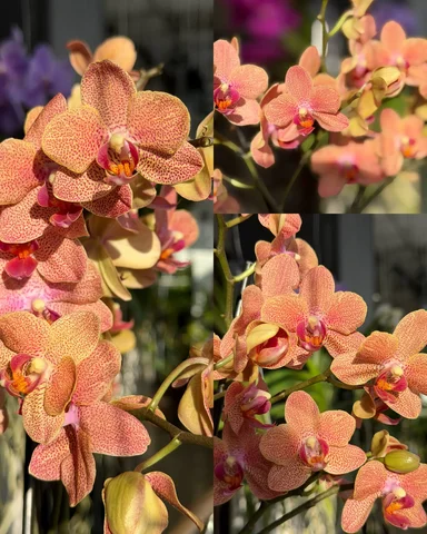 Продам цветущую орхидею Sunset Love - Туризм и активный отдых в Владивосток