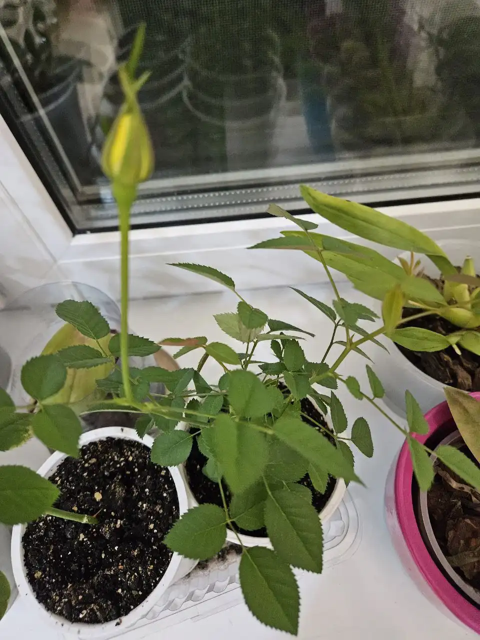 Домашние ароматные розы разных цветов - Растения (Хобби и отдых) в Владивосток