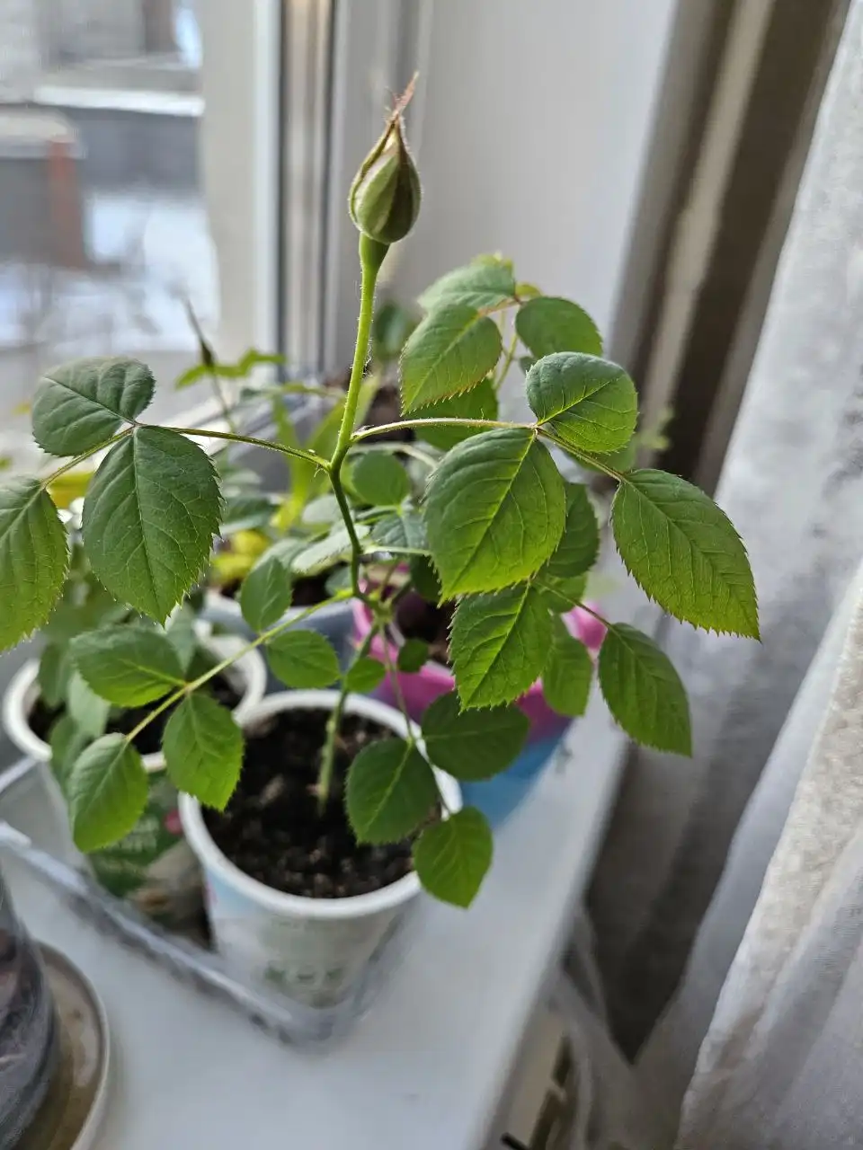 Домашние ароматные розы разных цветов - Растения (Хобби и отдых) в Владивосток