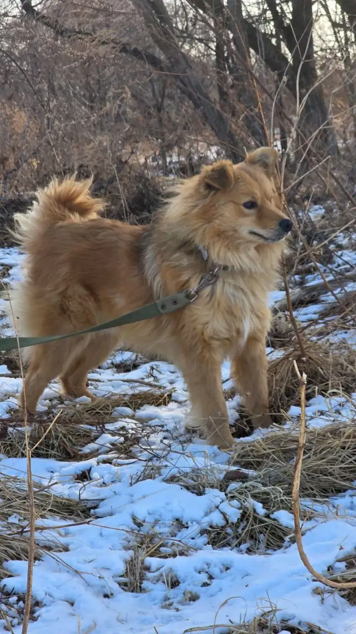 Пропала собака в районе Зелёного бульвара во Владивостоке - Животные в Владивосток