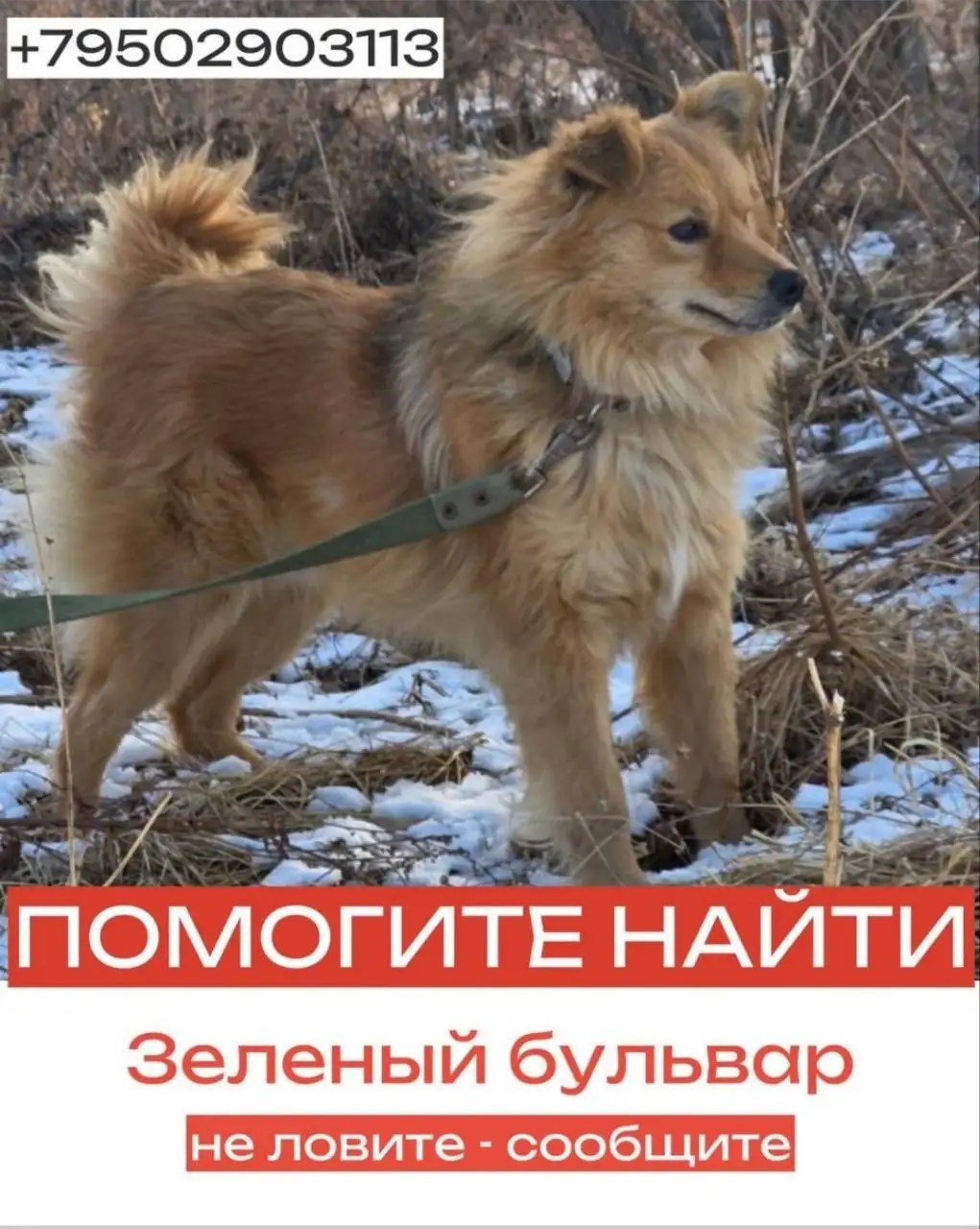 Потерялась собака во Владивостоке - Собаки (Животные) в Владивосток