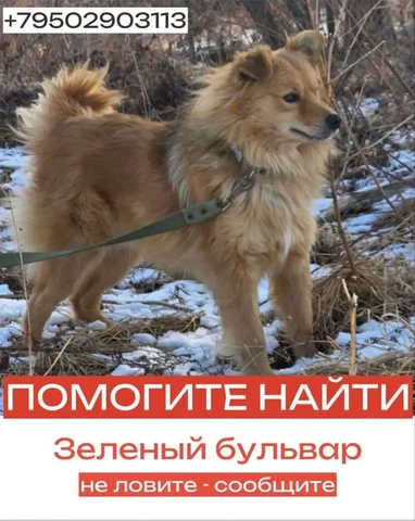 Потерялась собака во Владивостоке - Животные в Владивосток