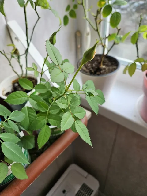 Продажа комнатных растений: роза и замиокулькас - Хобби и отдых в Владивосток