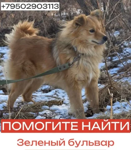 Потерянная собака во Владивостоке - Животные в Владивосток