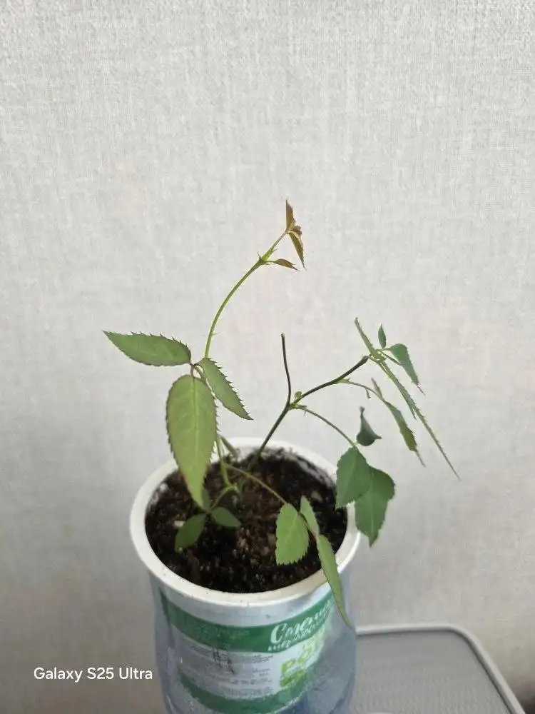 Домашние розы и замиокулькас - Растения (Хобби и отдых) в Владивосток