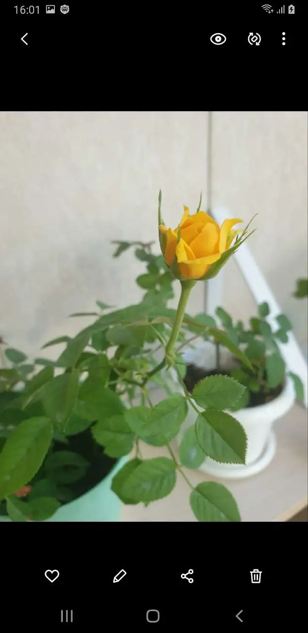 Домашние розы и замиокулькас - Растения (Хобби и отдых) в Владивосток