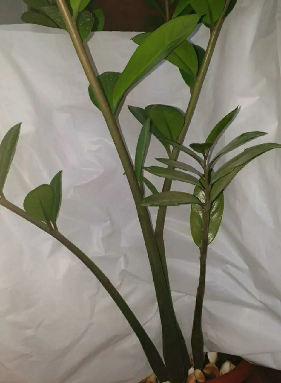 Домашние розы и замиокулькас - Растения (Хобби и отдых) в Владивосток