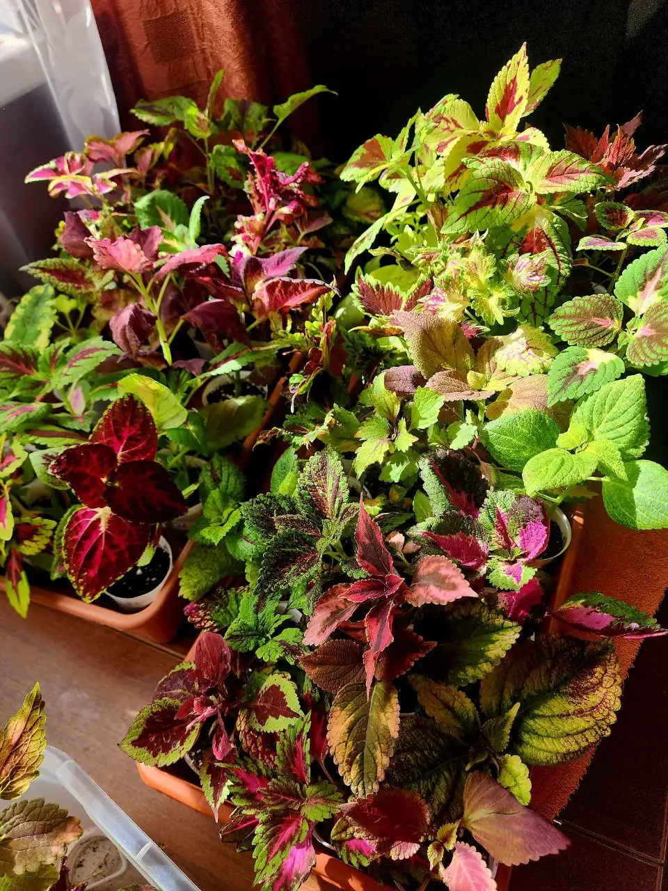 Продажа колеусов - Растения (Хобби и отдых) в Владивосток