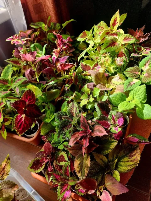 Продажа колеусов - Хобби и отдых в Владивосток