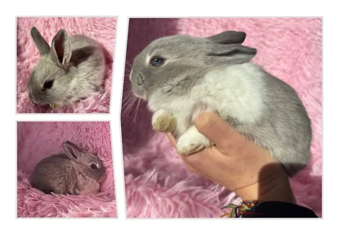 Продажа декорашек - Электроинструменты в Владивосток