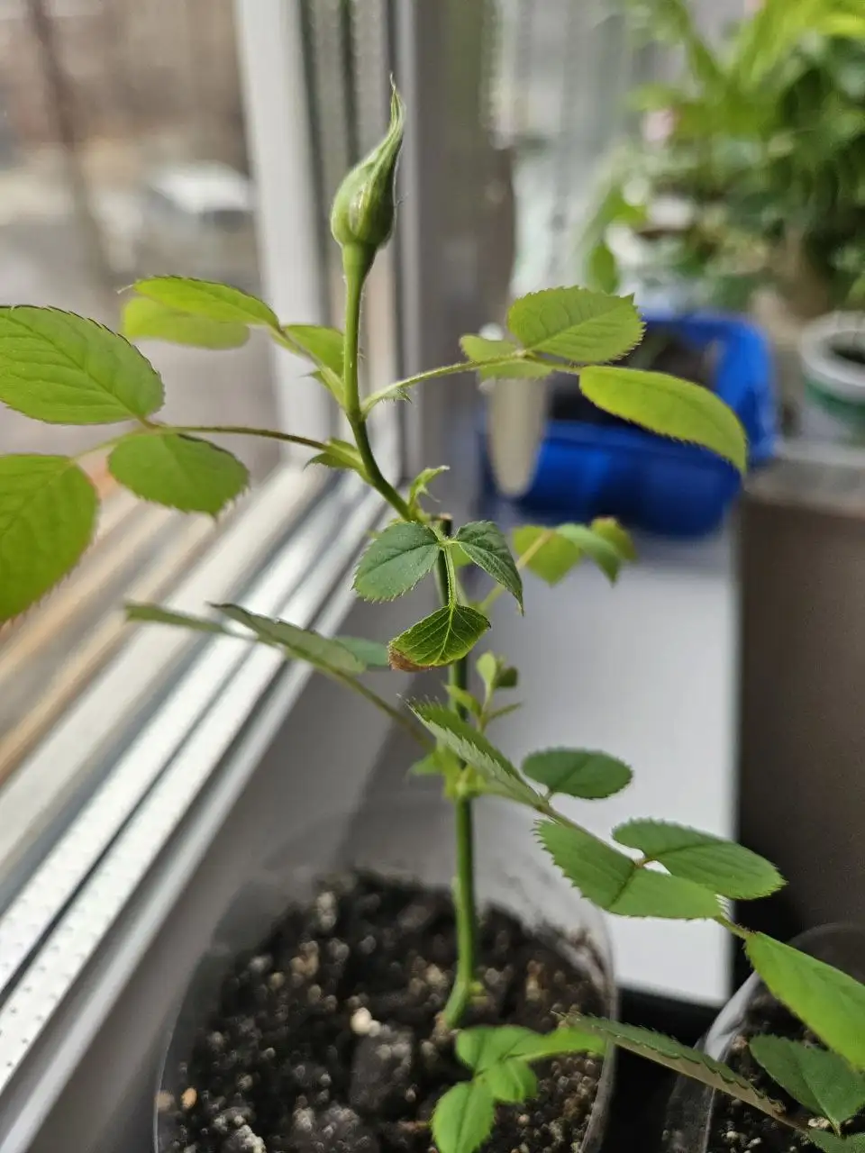 Продажа комнатных растений - Комнатные растения (Хобби и отдых) в Владивосток