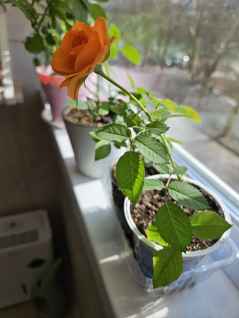 Продажа комнатных растений - Комнатные растения (Для дома и дачи) в Владивосток