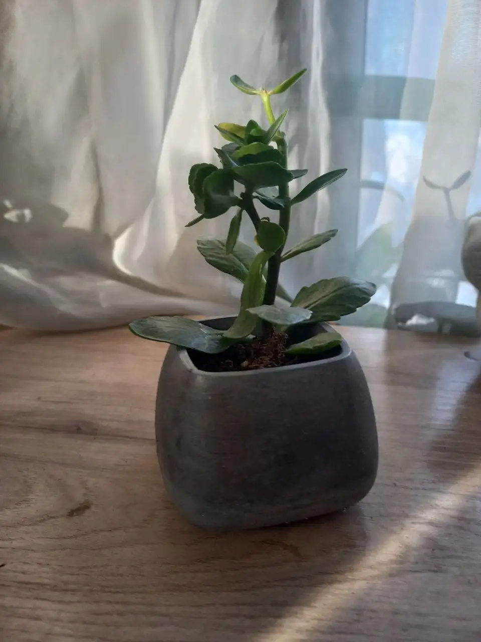 Каланхоэ декоративное розовое в бетонном горшке - Растения (Хобби и отдых) в Владивосток