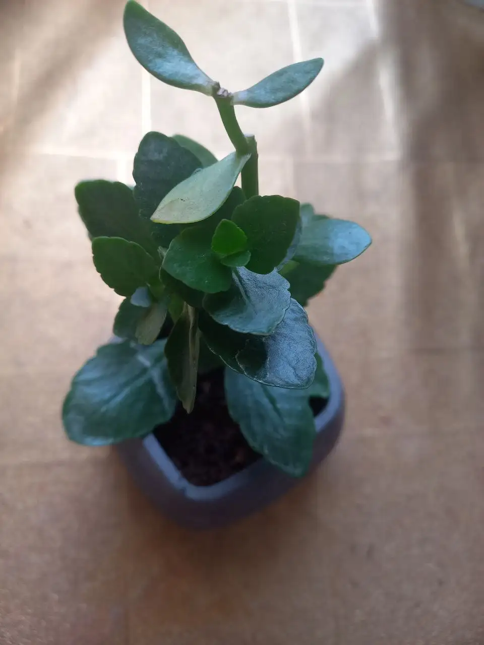 Каланхоэ декоративное розовое в бетонном горшке - Растения (Хобби и отдых) в Владивосток