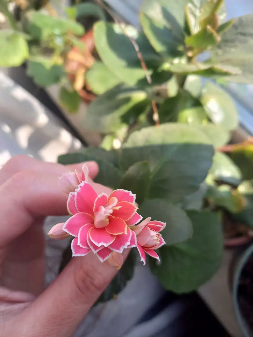 Каланхоэ декоративное розовое в бетонном горшке - Растения (Хобби и отдых) в Владивосток