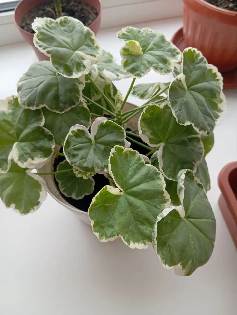 Продажа пеларгонии мини и папоротника - Растения (Хобби и отдых) в Владивосток