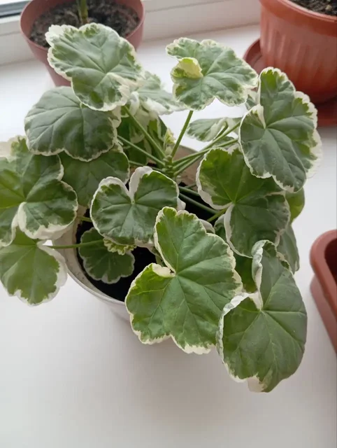 Продажа пеларгонии мини и папоротника - Коллекционные игрушки в Владивосток