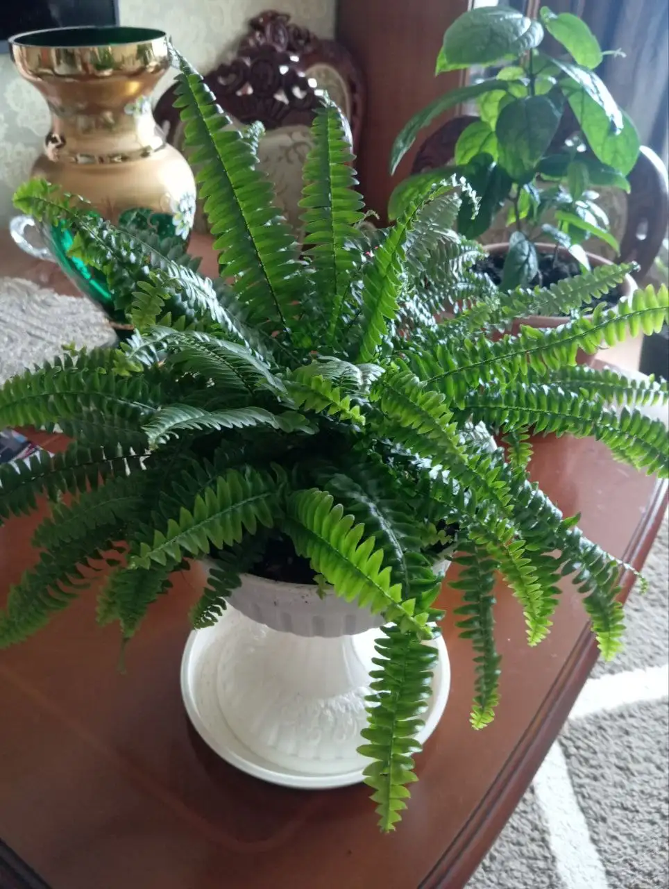 Продажа пеларгонии мини и папоротника - Растения (Хобби и отдых) в Владивосток