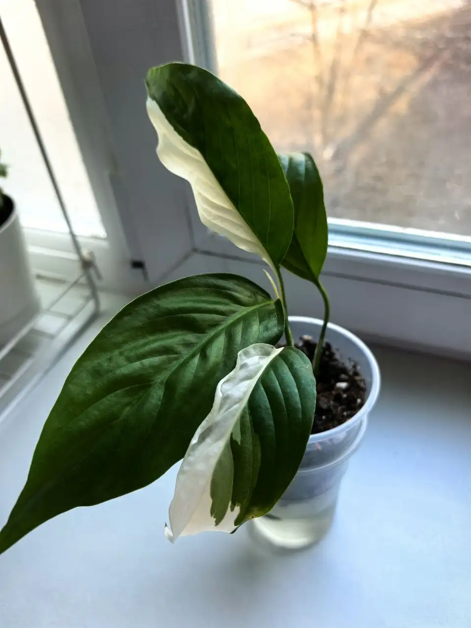 Спатифилум Пикасо с шикарной генетикой - Комнатные растения (Хобби и отдых) в Владивосток