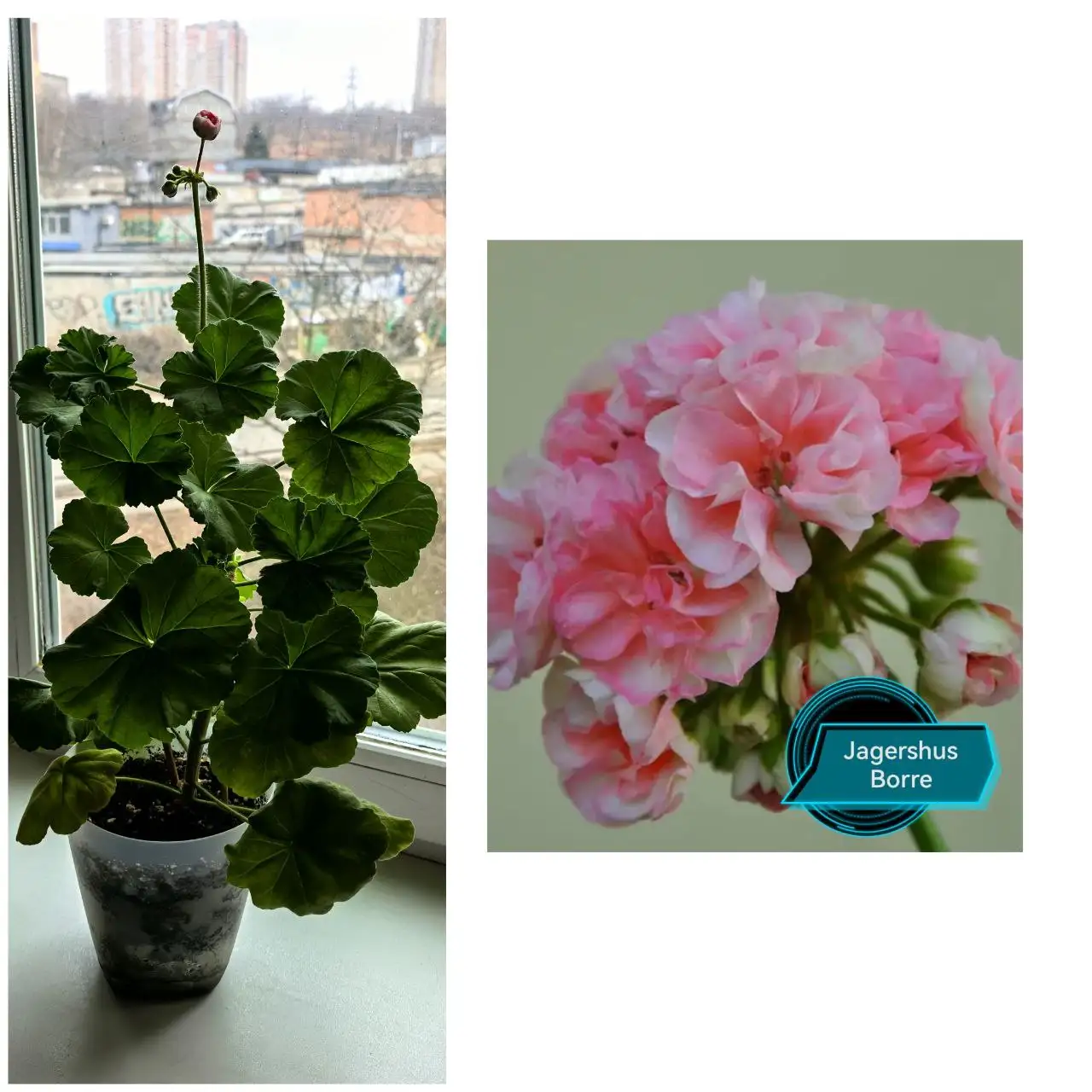 Пеларгония на подарок к 8 марта - Растения (Хобби и отдых) в Владивосток