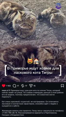 Котик ищет дом - Рептилии в Владивосток