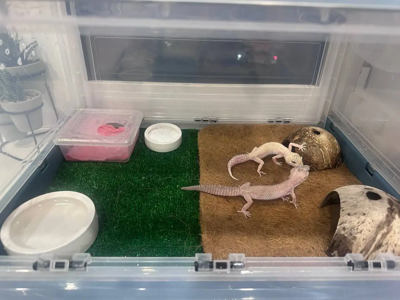 Продам двух ящериц с террариумом и аксессуарами - Рептилии (Животные) в Владивосток